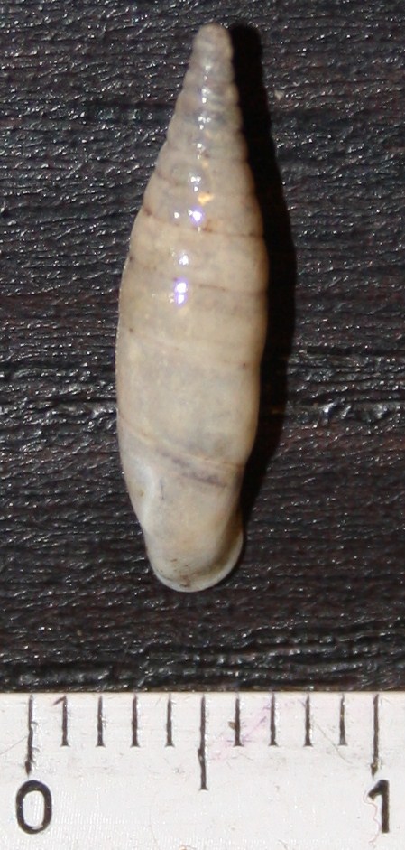 Clausiliidae da id.